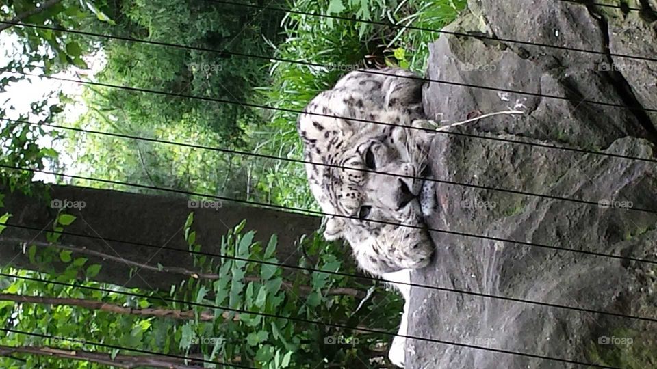 snow Leopard. sleepy snow Leopard