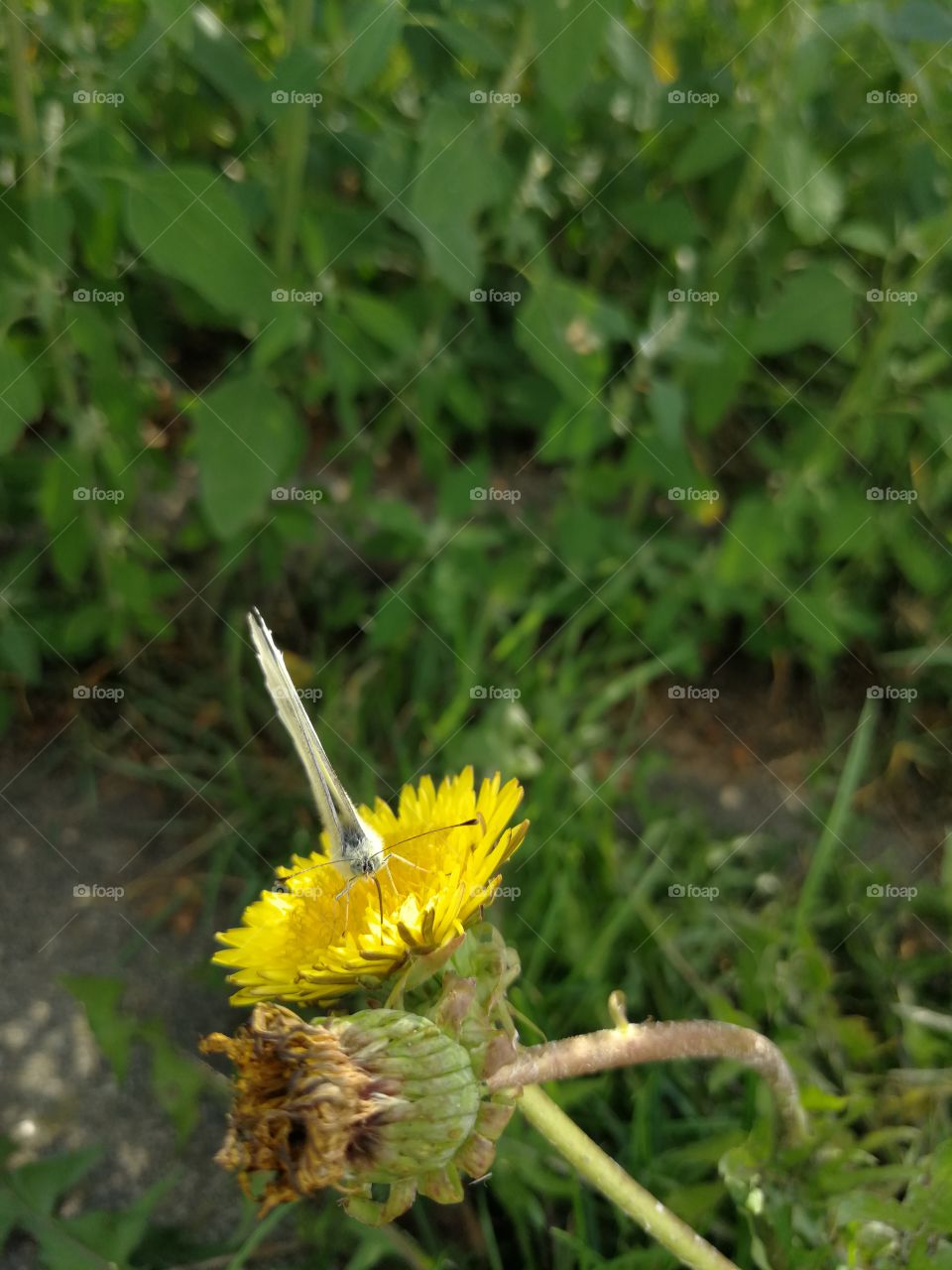 Butterfly rests on a dandelion blossom