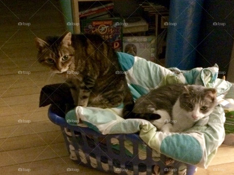 Jilly and Buddy in the laundry basket