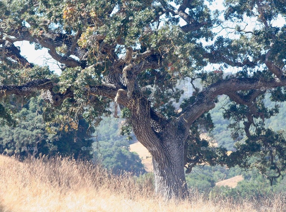 Old tree