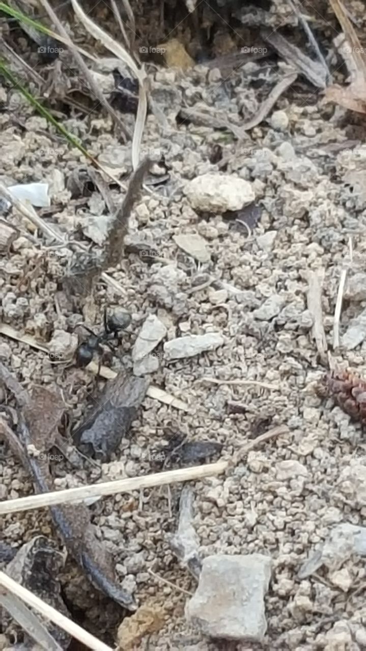 close up of an ant hill