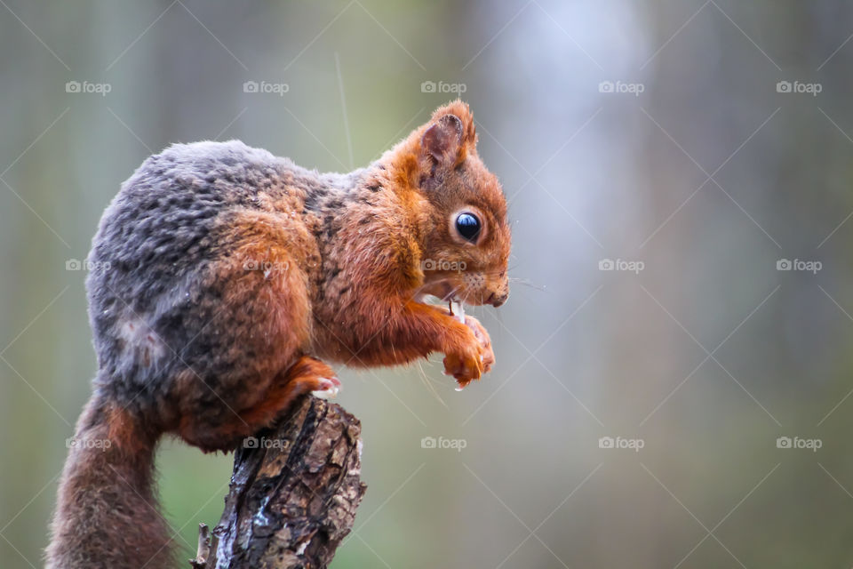 Squirrel, let's get on the top!