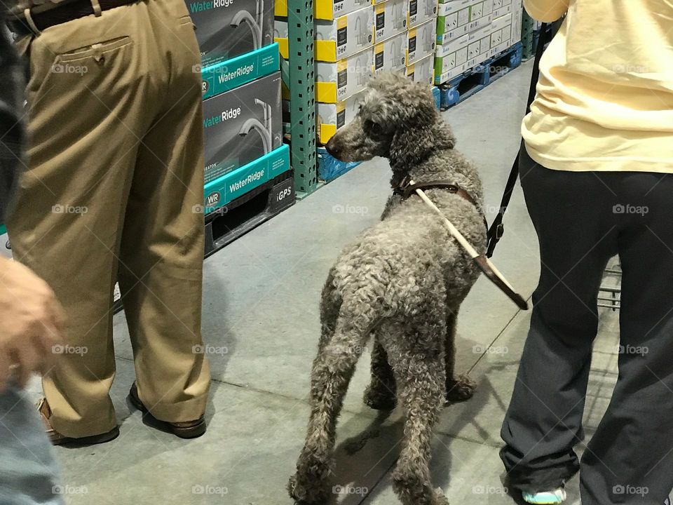 Standard poodle walking with owner.