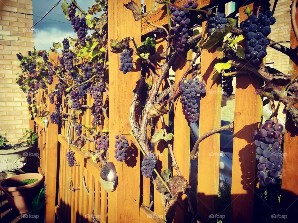 Grapes in the sun