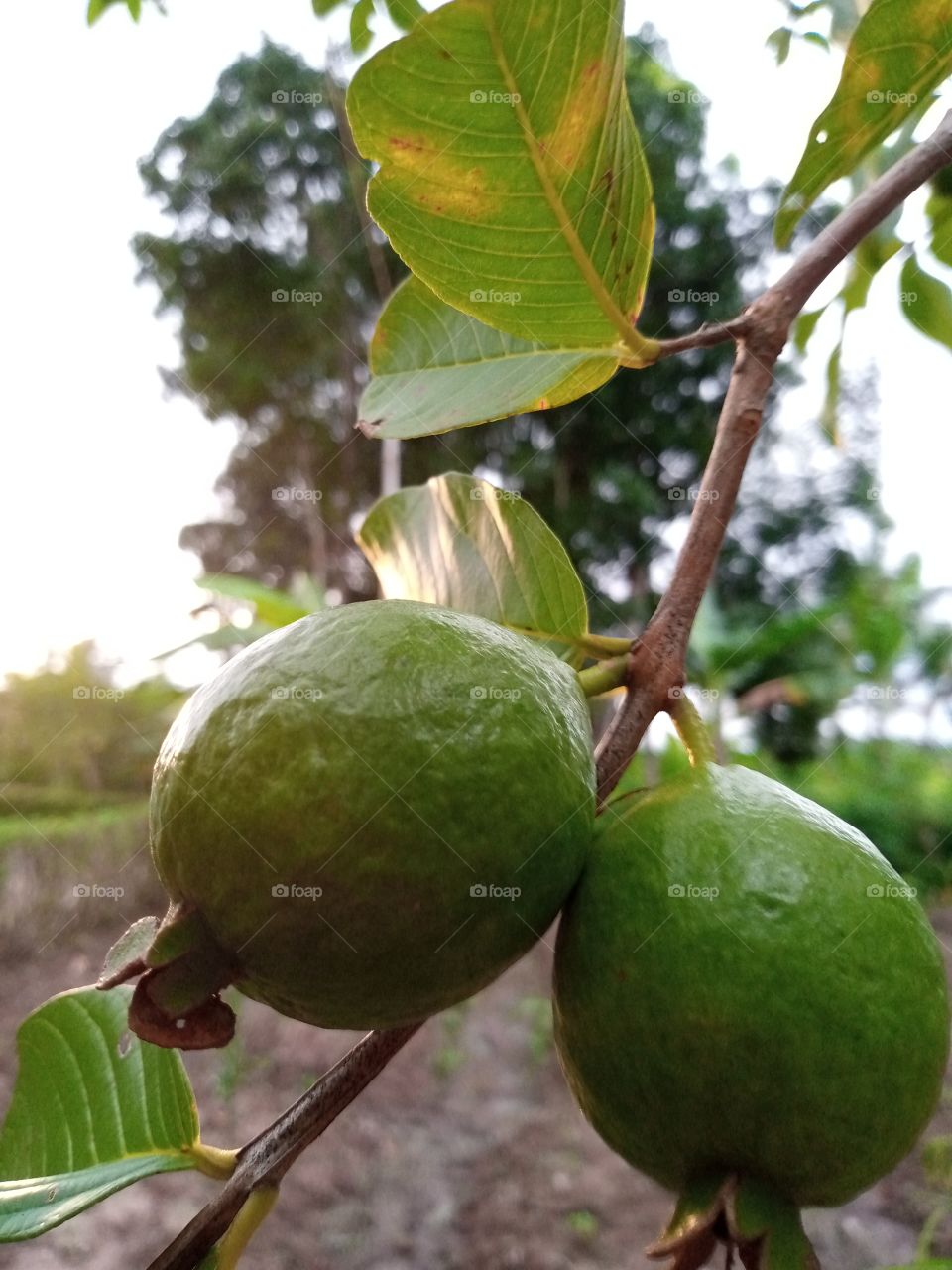 bitter guava