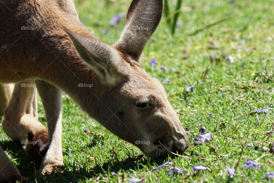 Grazing kangaroo