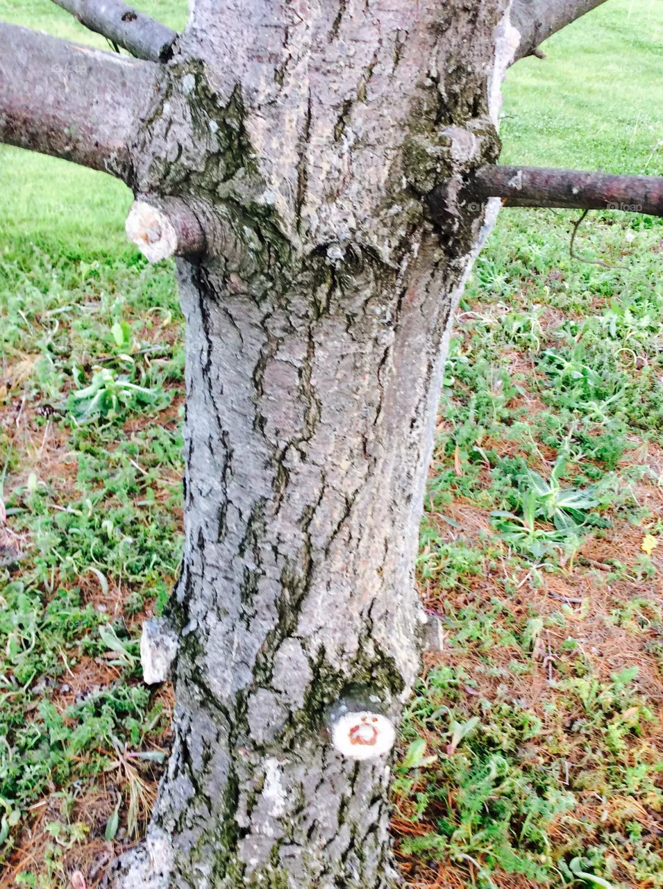 Pine bark 