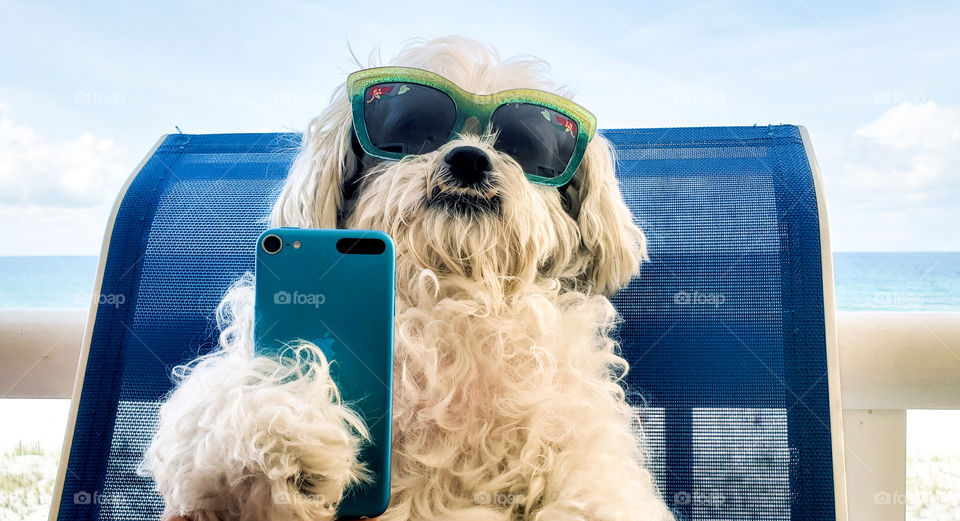 cute doggie taking a selfie.