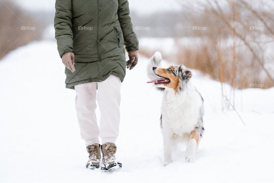 A woman walking with her dog in winter morning. Australian Shepherd