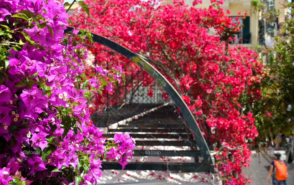 Beautiful Street Decoration with Plants and Flowers in Corfu island