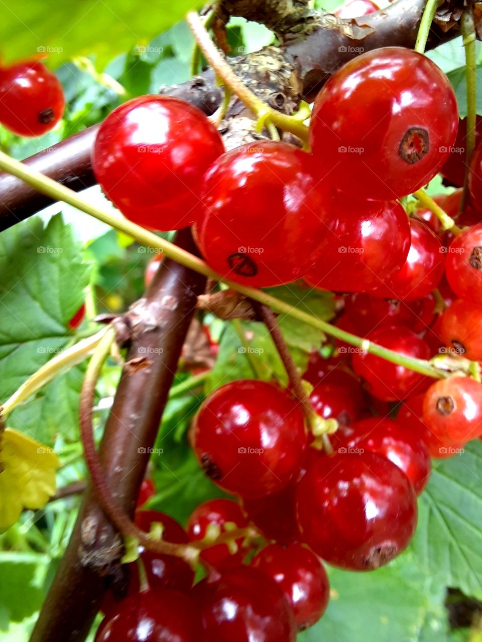 summer time -  red currant