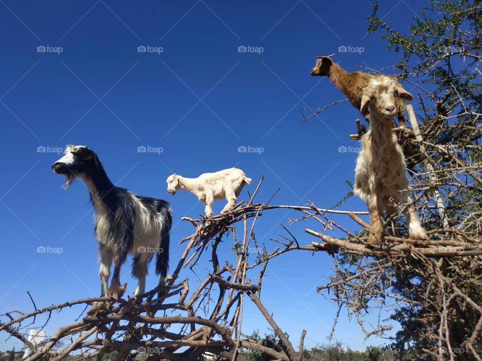 Group of goats on argania spinosa tree.