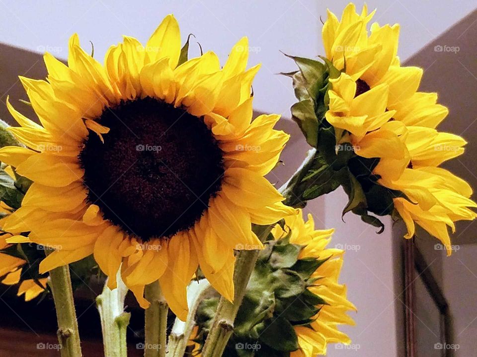 Happy Sunflowers