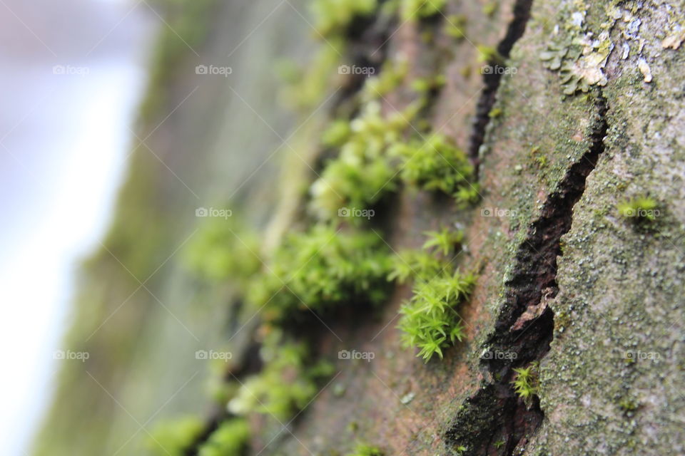 small green swabs on a big tree...