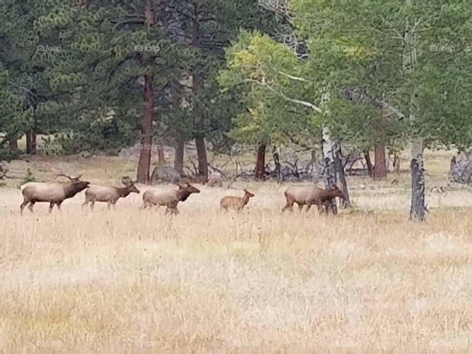 Elk Herd