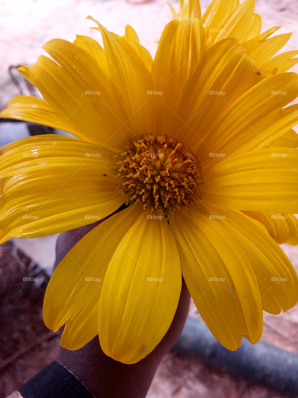 yellow flower..