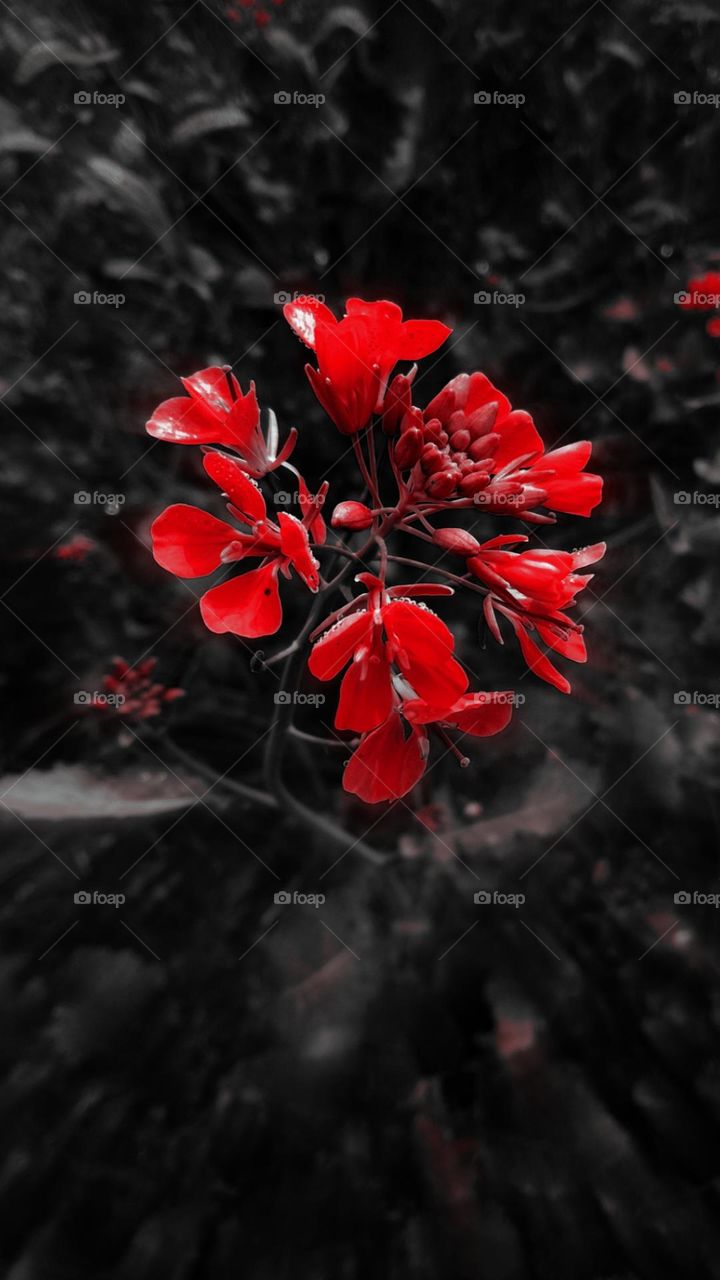 Red flower