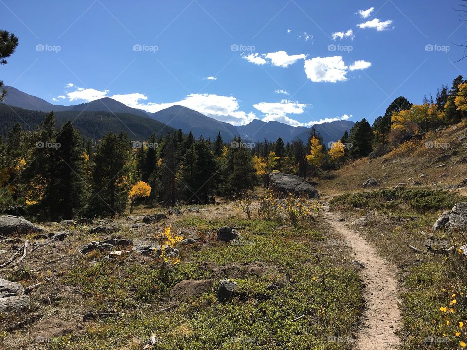 Black bear trail in fall