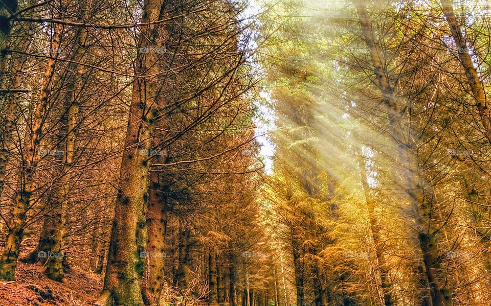 Ray's of light through the trees. nature, outdoor, landscape, park, green, forest, beautiful, sun, summer, environment, wood, tree, rays, trees, morning, foliage, light, sunny, autumn, bright, natural, background, leaves, season, branches, sky, road,