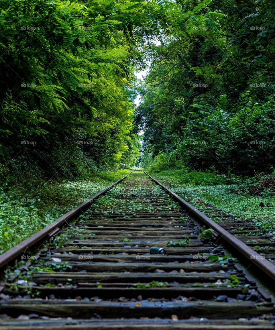 Railway track bitween forest 8228