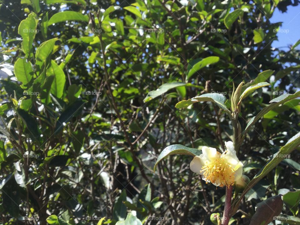 Цветок чайного дерева 茶花