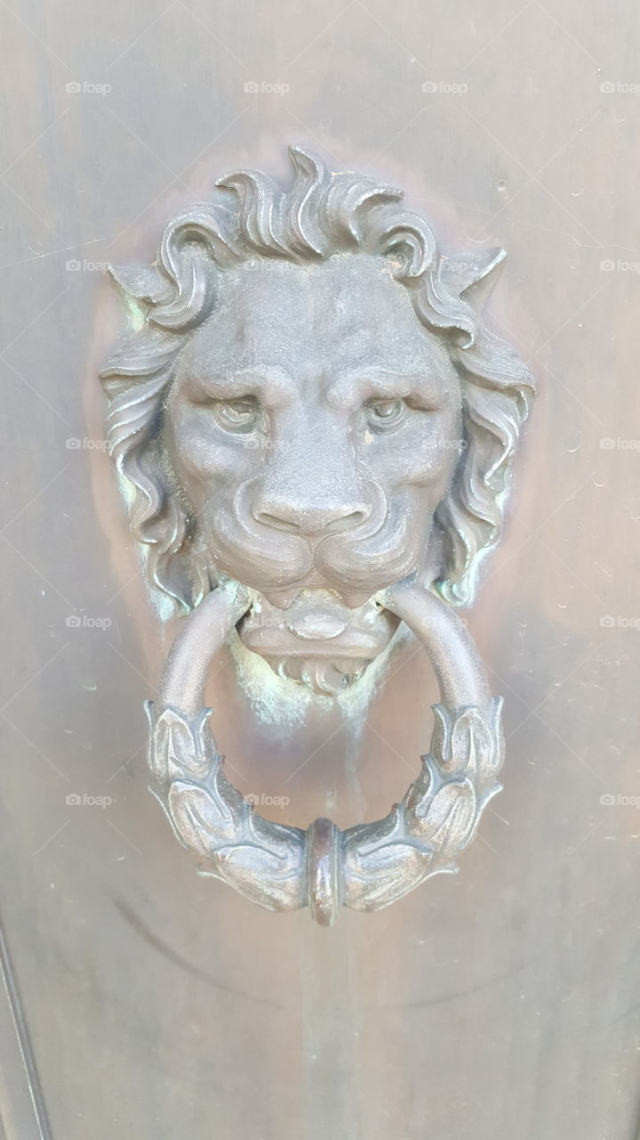 lion