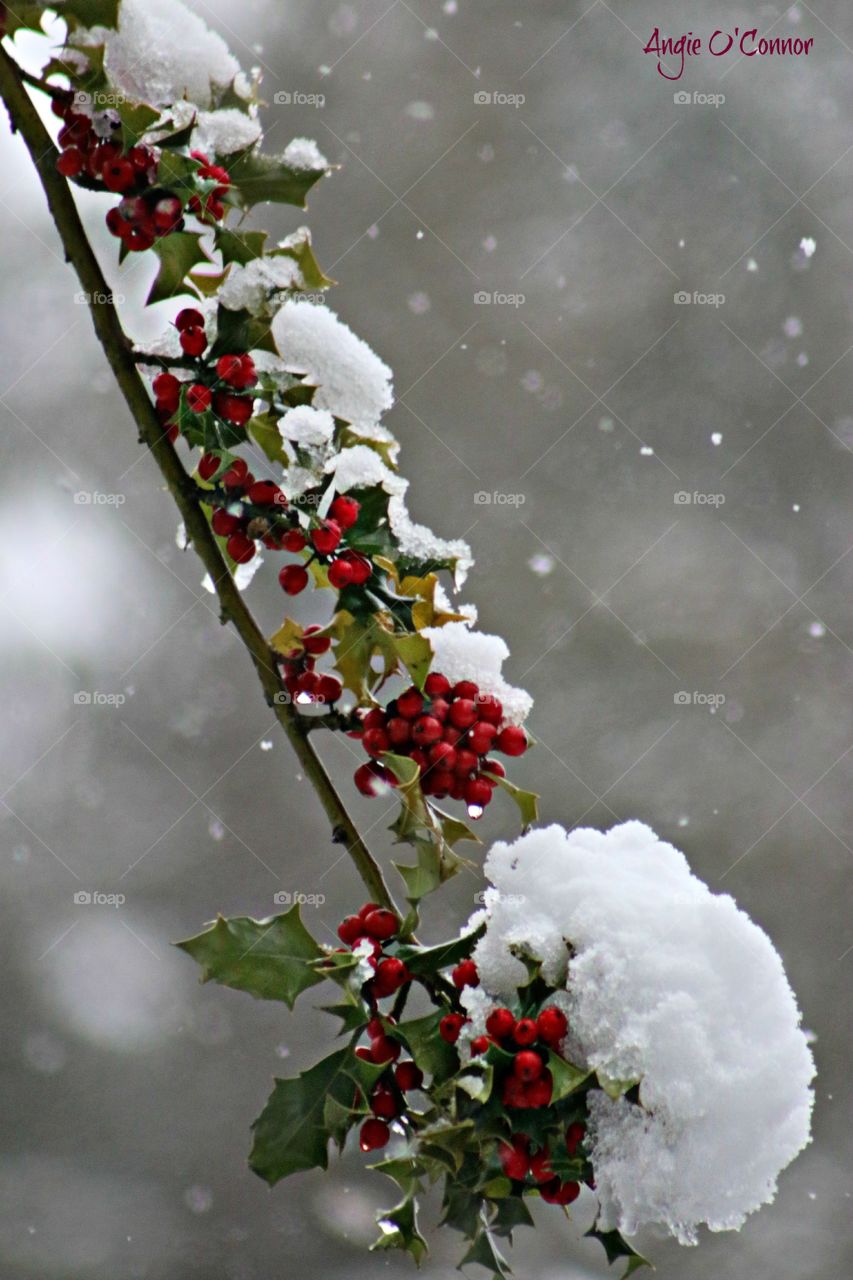 Snow on berry fruit
