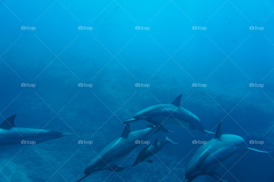 Underwater, Fish, No Person, Blower, Dolphin
