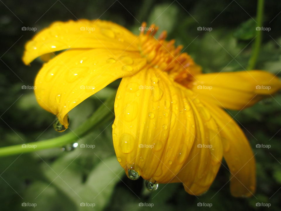wet flower
