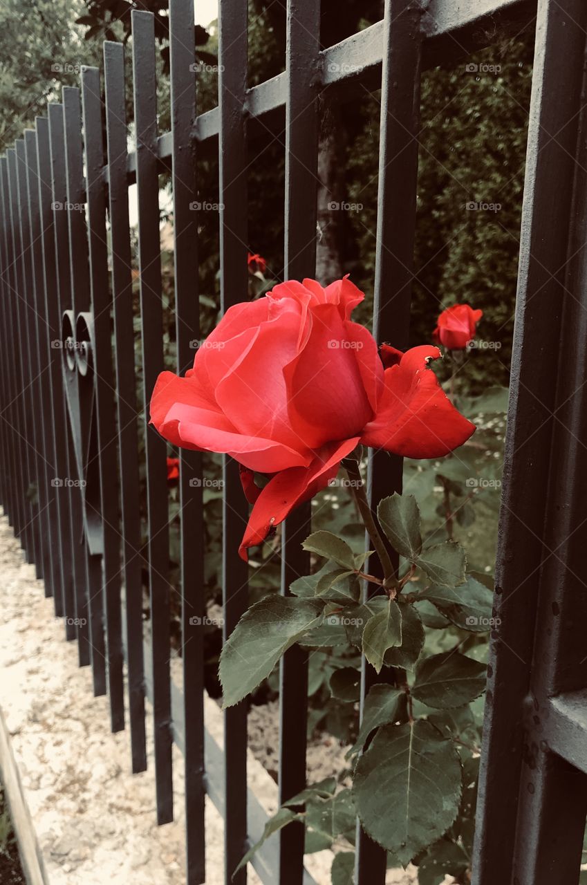 Red rose in my garden