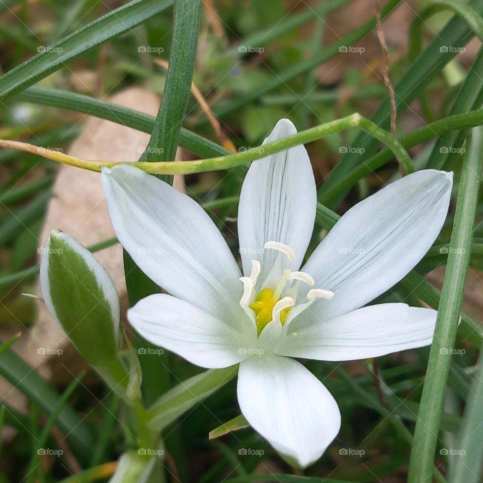 white flower