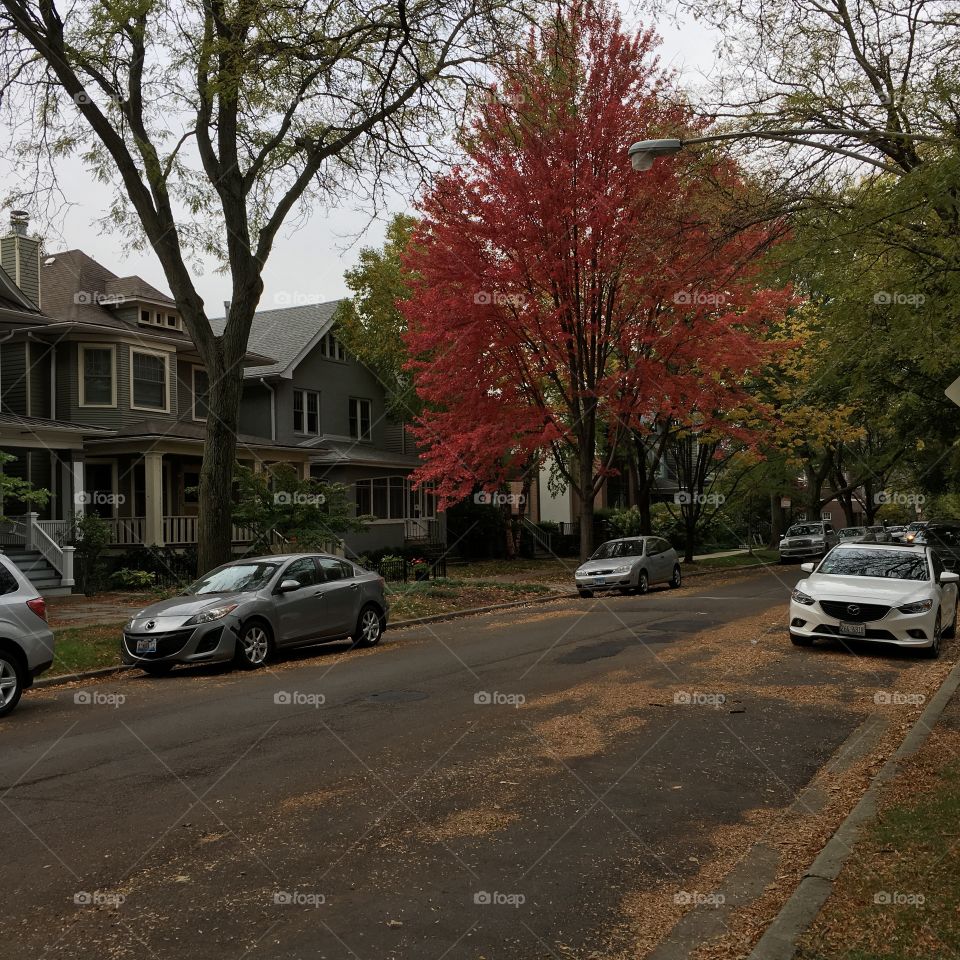 Colorful fall leaves on a neighborhood street 