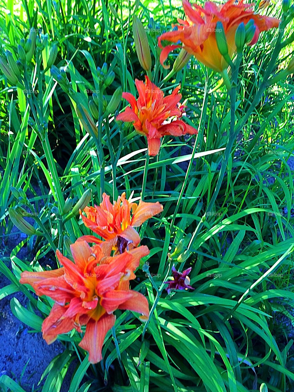 Orange Daylilies - Hemerocallis 