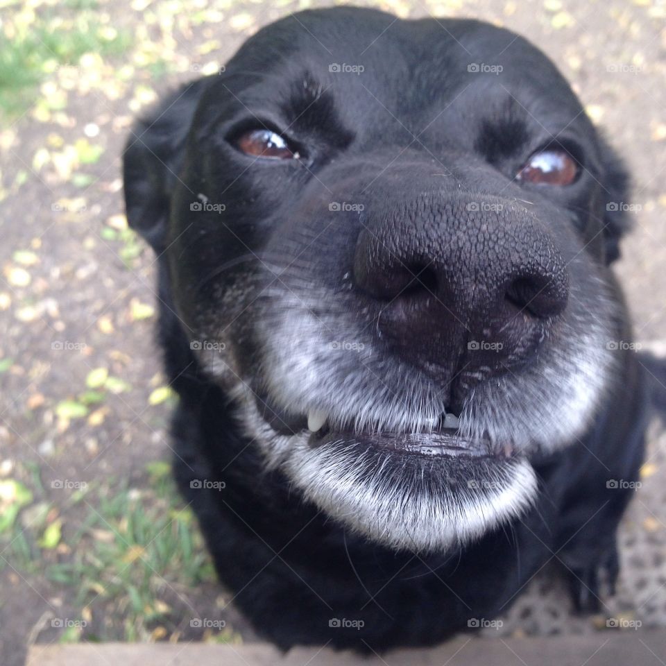 Smiling Dog!