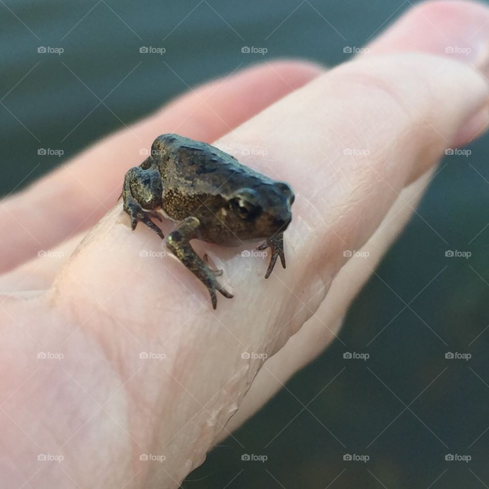 Close-up of Little frog