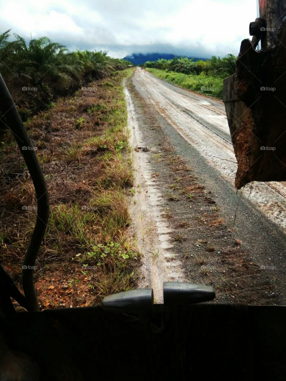 "the road to the Rentap hill around the road is a lot of oil palm trees"