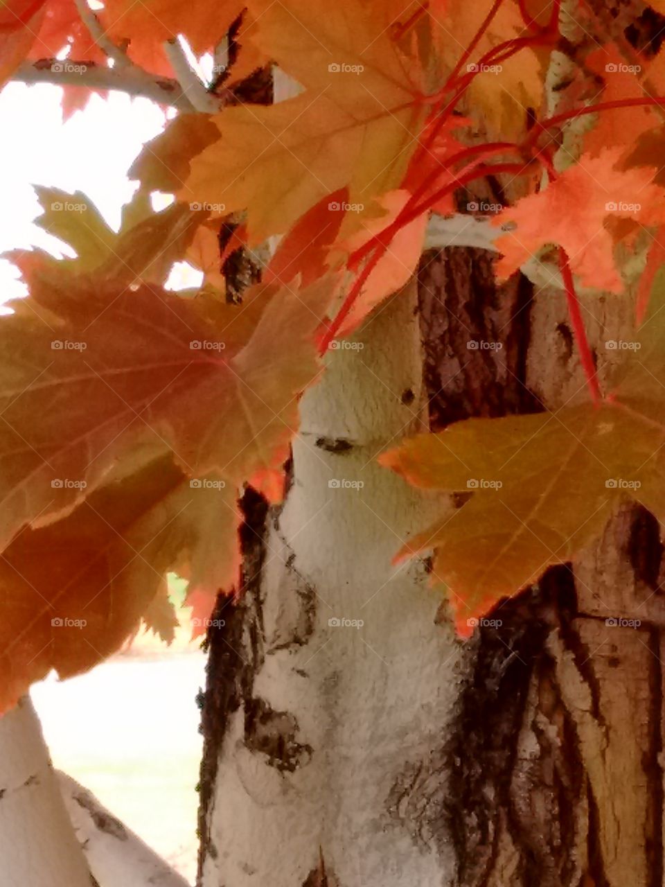 orange and gold leaves