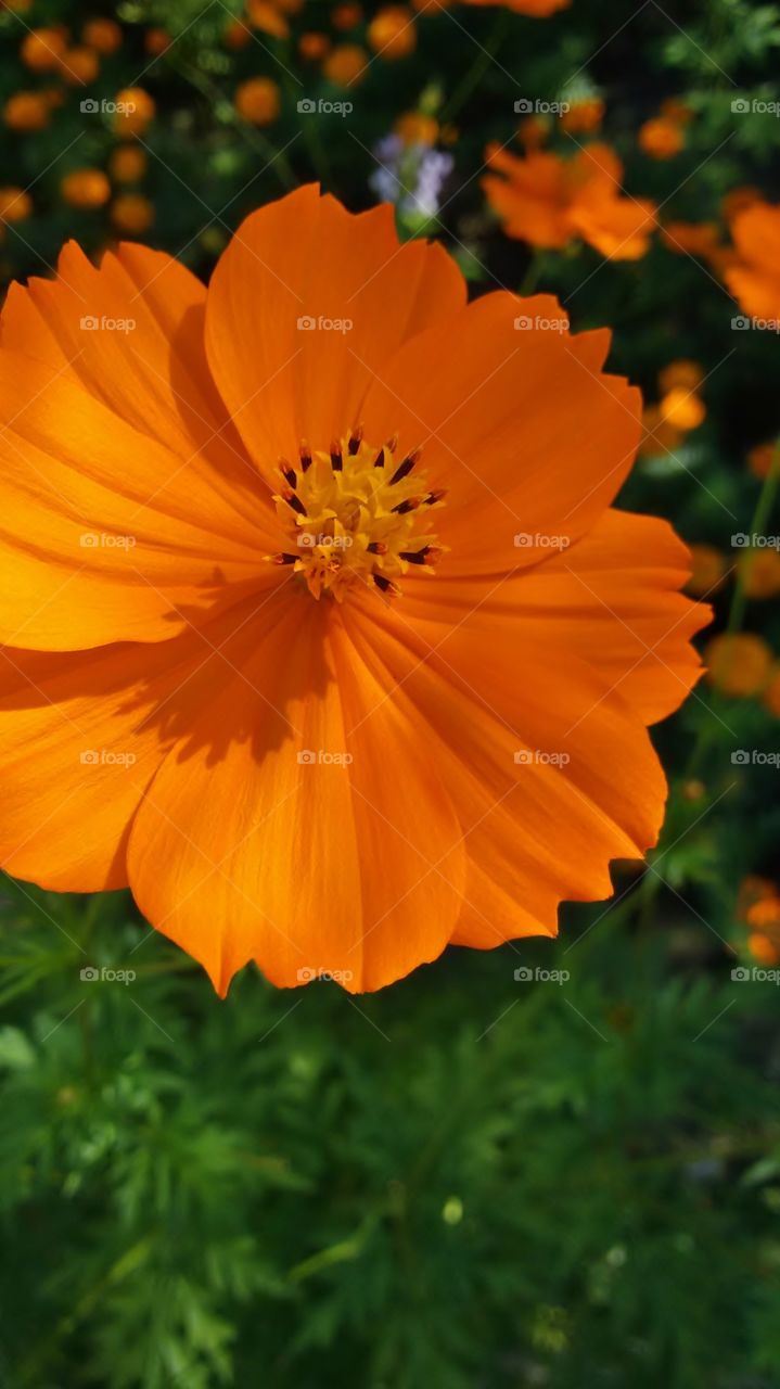orange flowers calendula
