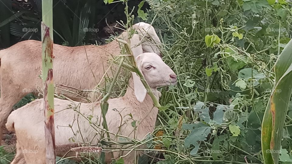 The sheep is very very beautyfull click and very nice click