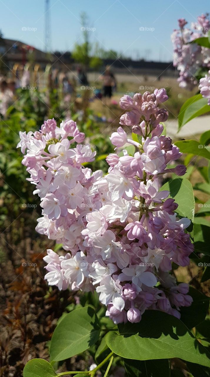lilac blossoms