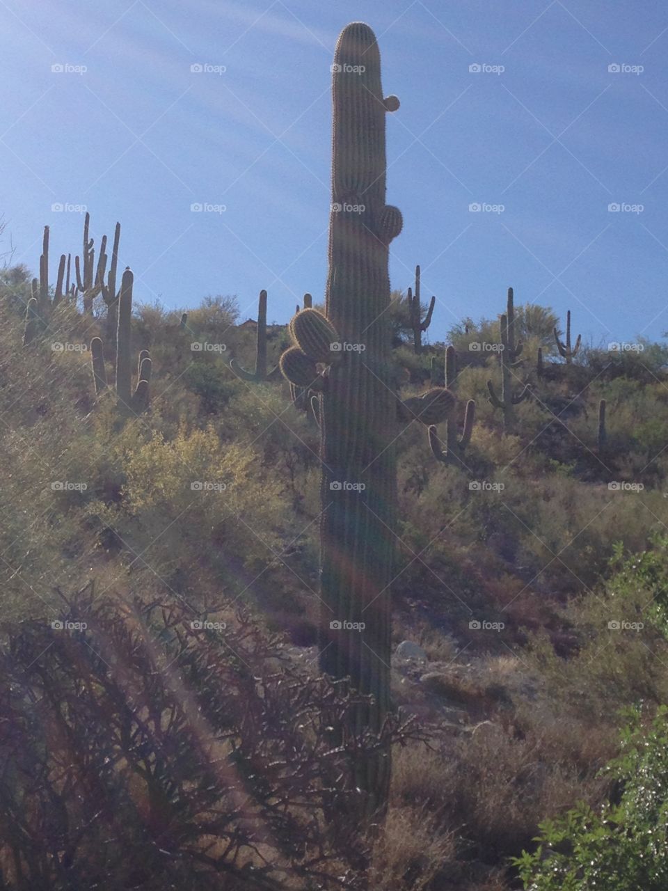 Morning Tucson . View of Tucson hill side