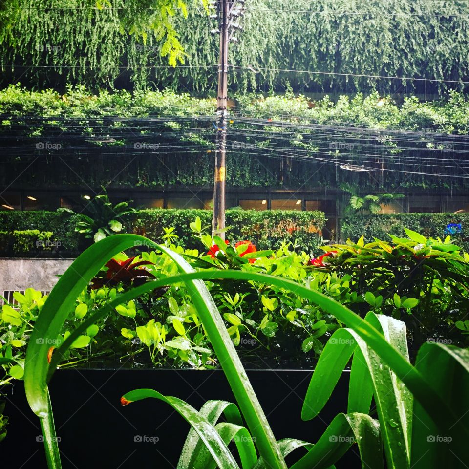 Garden in rainy day