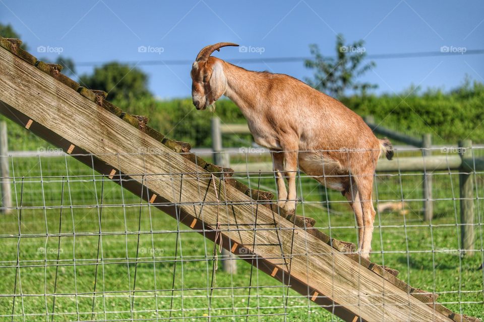 the climbing goat