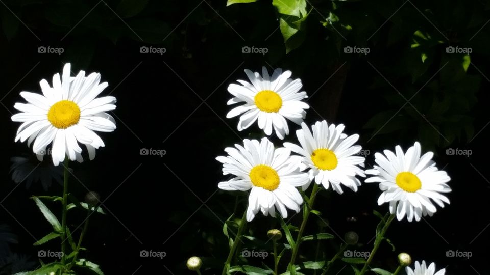 happy bright white Gerber Daisies
