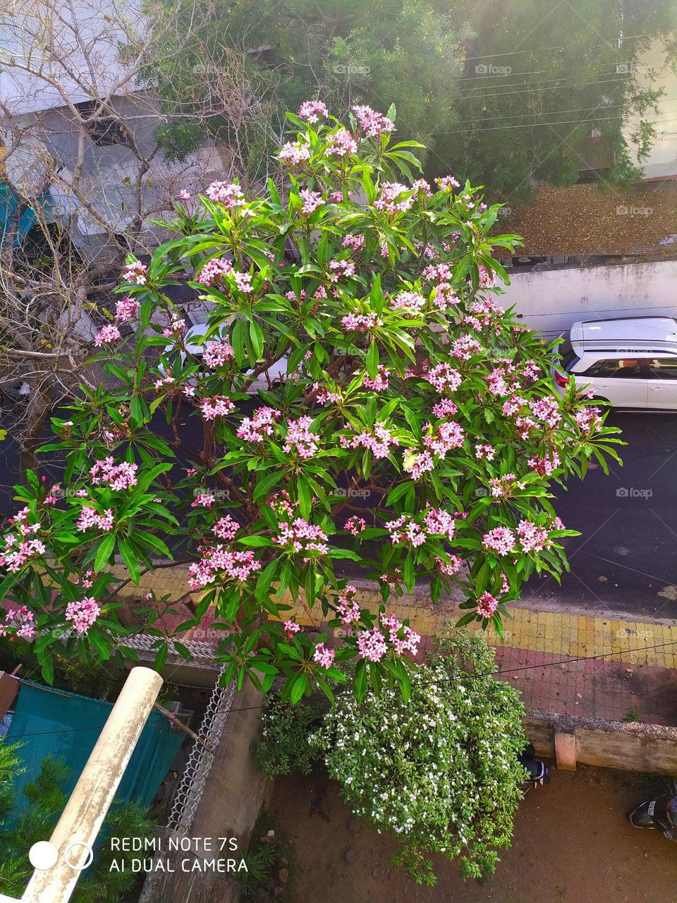 Plumeria in full bloom