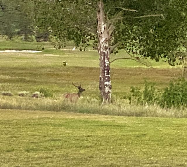 Bull elk 