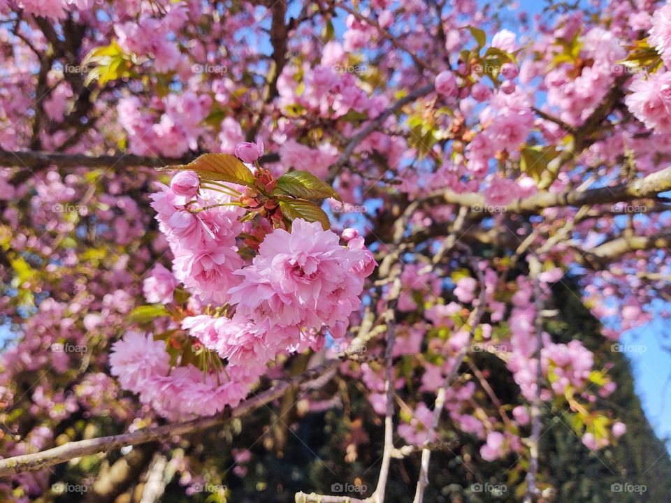 Spring tree flowering - pink flowers on blooming cherry tree