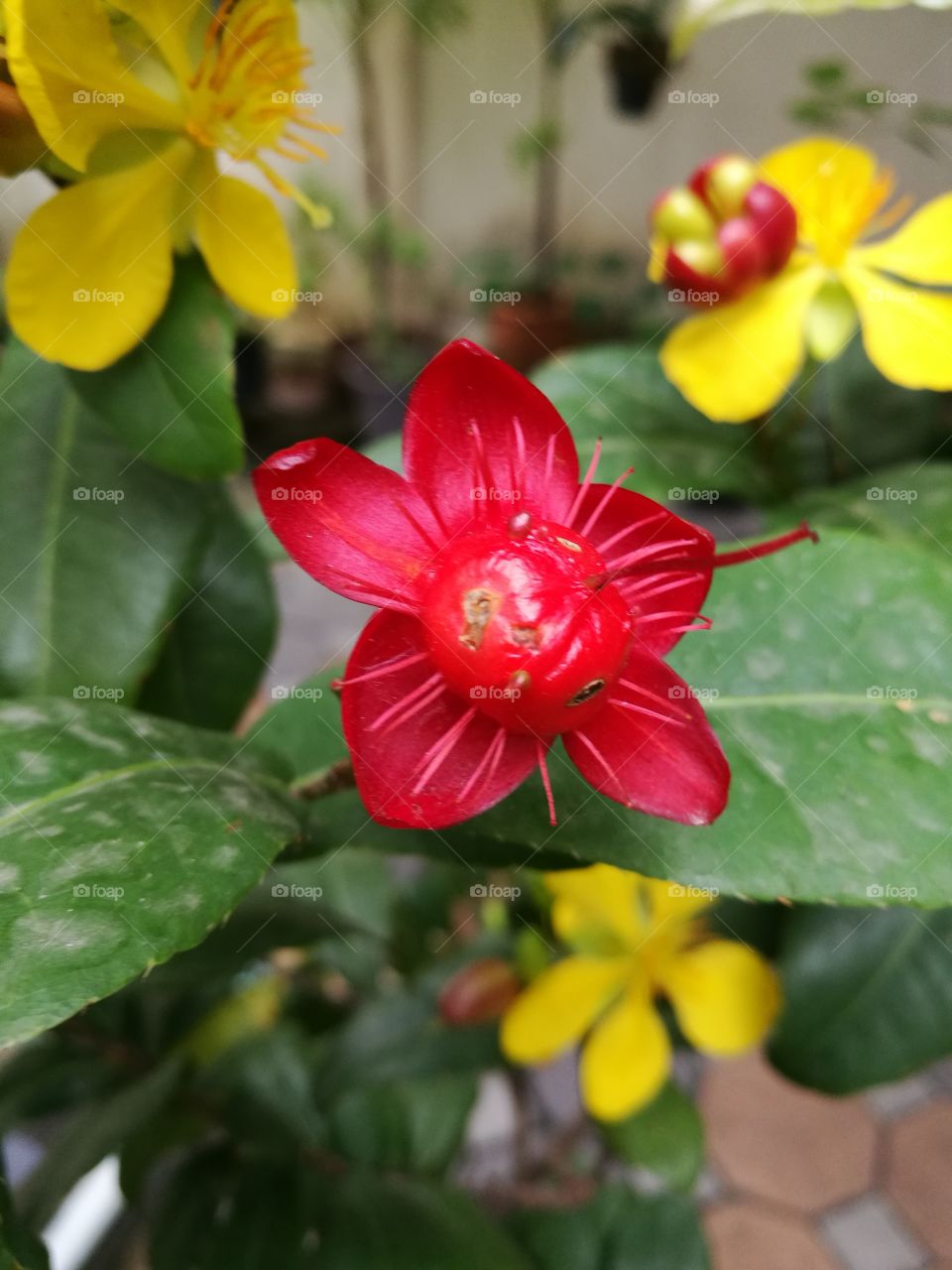 red mickey mouse flower