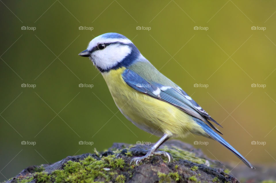 Bluetit