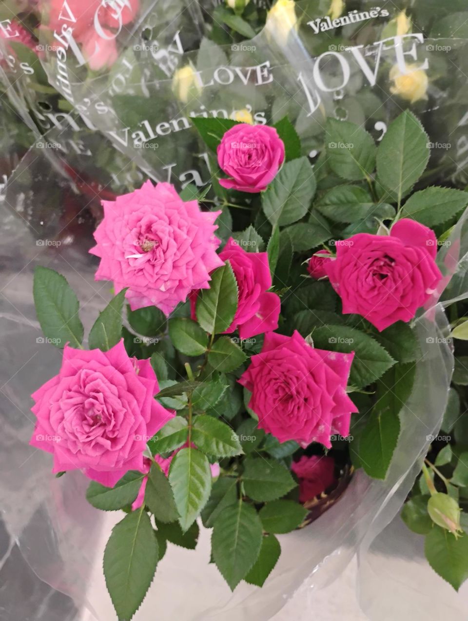 As Rosas são flores encantadoras por sua beleza, fragrância e simbolismo. Elas são consideradas a rainha das flores e são muita utilizadas em jardins e buquês